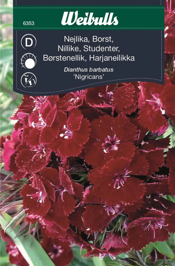 Weibulls Borstnejlika Nigricans