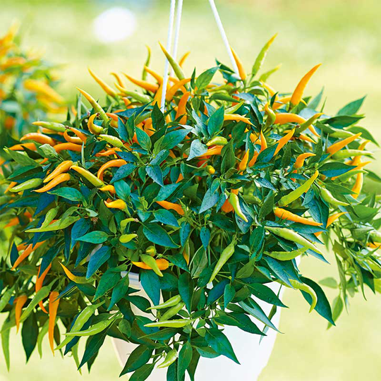 Chilipeppar 'Volante Mild Orange' F1