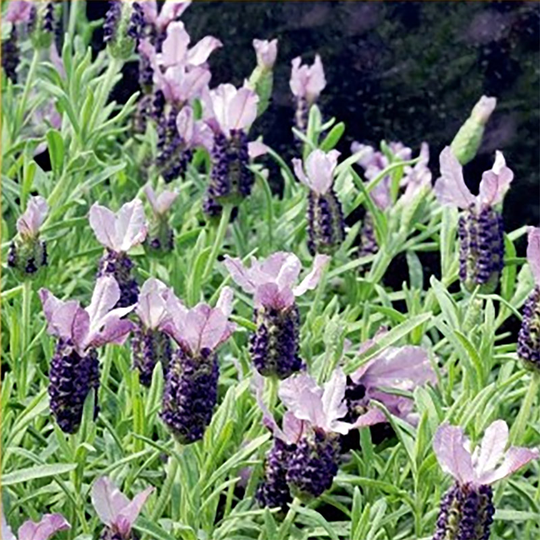 Fransk lavendel 'Bandera Purple'