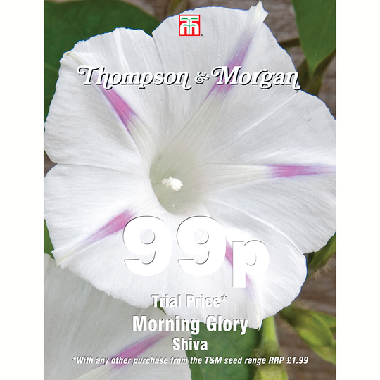 Blomman för dagen 'Shiva'