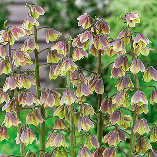 Mörk klocklilja ’Green Dreams’