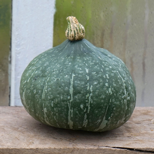 Jättepumpa 'Sweet Mama'