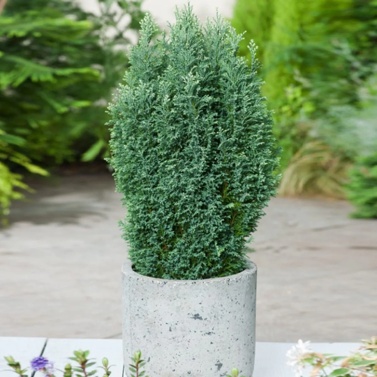 Goliat Ädelcypress @Plant Snow White, 10-pack