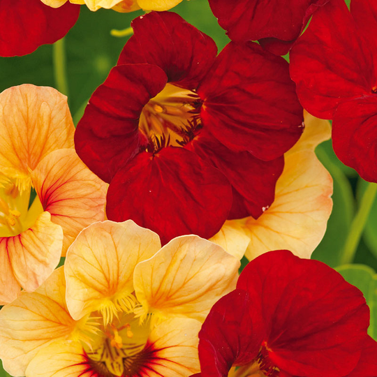 Indiankrasse 'Paso Doble'