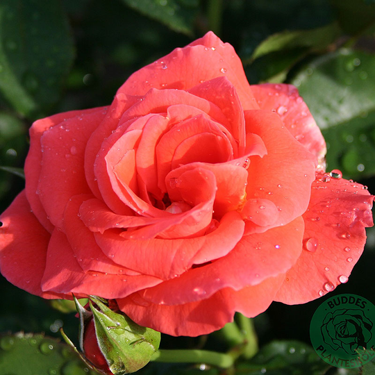 Ros 'Prinsesse Marie'