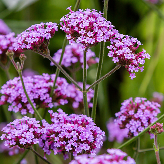 Jätteverbena 'Verbena bonariensis', 6-pack