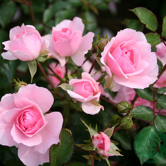 Ros 'Bonica'