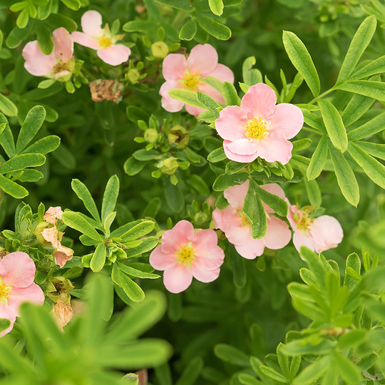 Ölandstok 'Pink Queen', 1-pack