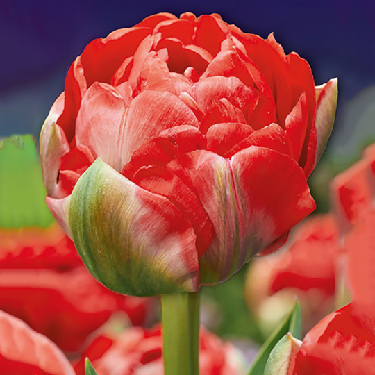 Tulpan 'Bombastic Red'