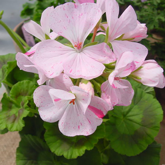 Zonalpelargon 'Sparkler'