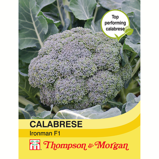 Broccoli 'Ironman Calabrese' F1