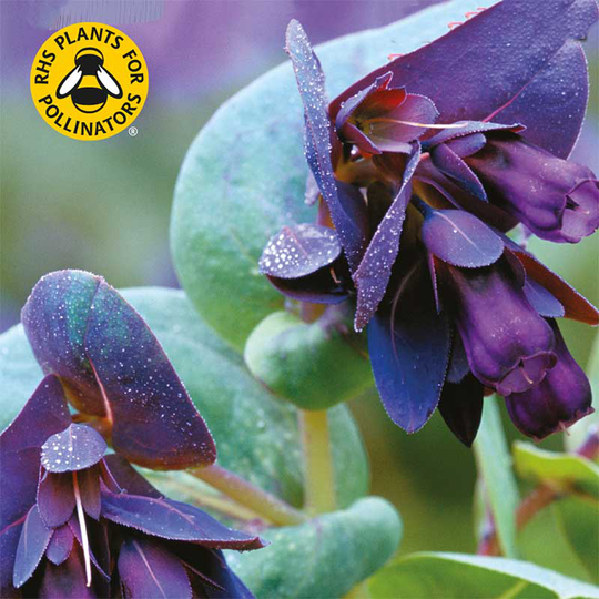 Stor vaxblomma 'Purpurascens'