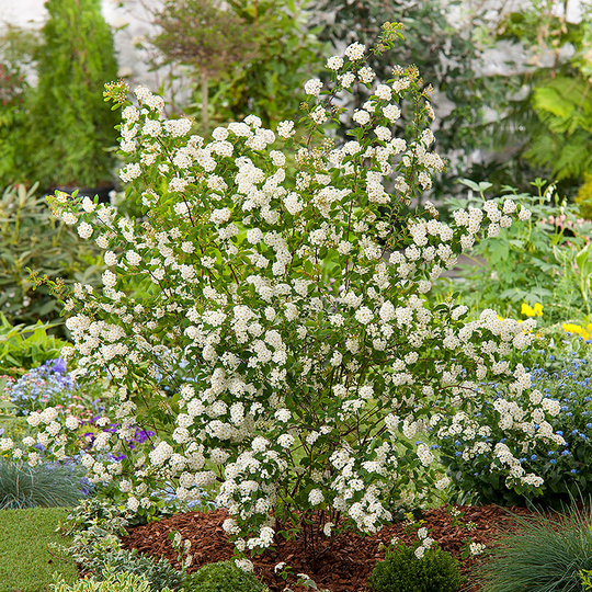 Bukettspirea