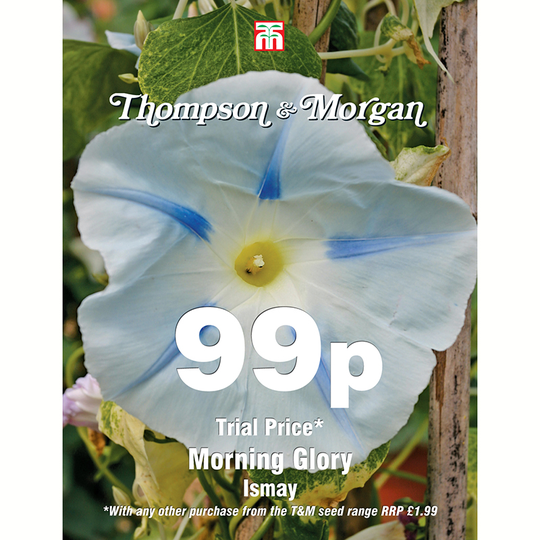 Blomman för dagen 'Ismay'
