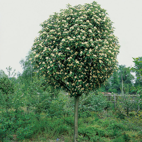 Rundoxel, sorbus thuringiaca 'Fastigiata'