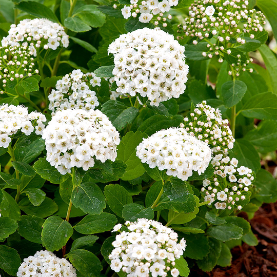 Björkspirea 15-30 cm, 10-pack
