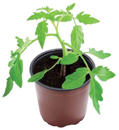 Garland Odlingskrukor 5-Pack Professional 14 cm
