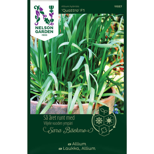 Allium 'Quattro' F1