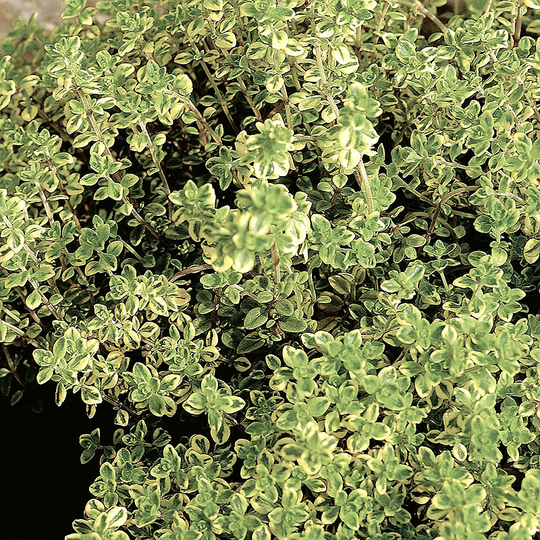 Citrontimjan, 15-pack