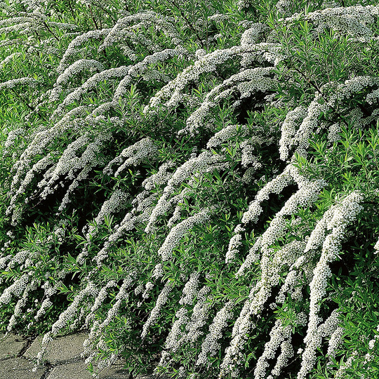 Norsk brudspirea 'Grefsheim'