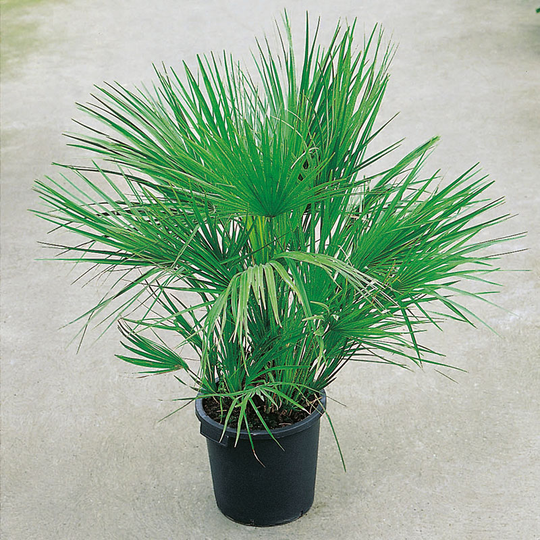 Europeisk dvärgpalm, 100-110 cm