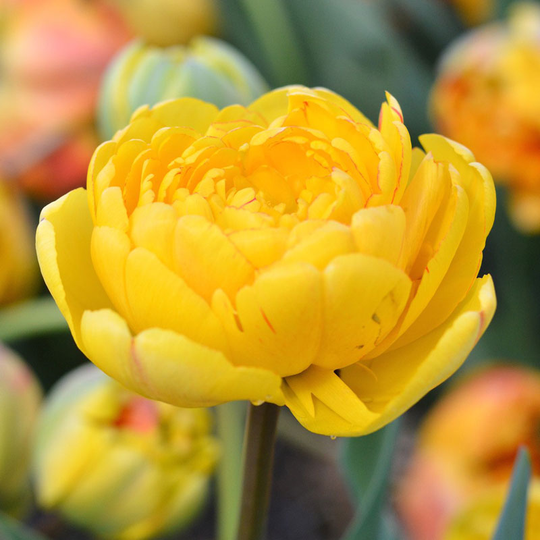 Tulpan ’Yellow Pomponette’