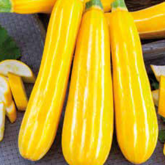 Squash 'Sunstripe'