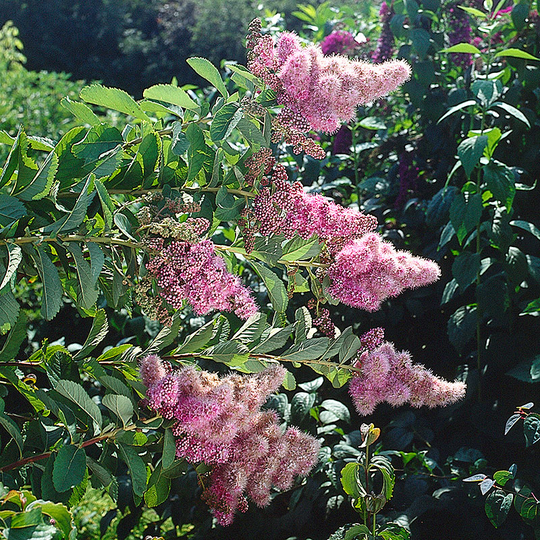 Klasespirea 50-80 cm, 10-pack