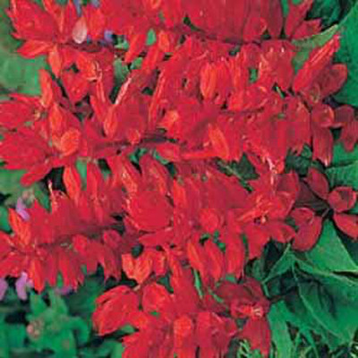Praktsalvia 'Blaze of Fire'