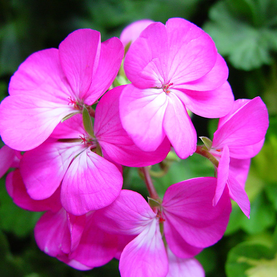 Zonalpelargon 'Lavendel'