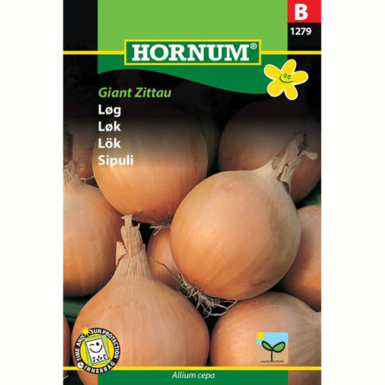 Lök 'Giant Zittau'