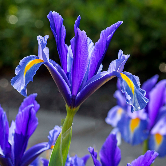 Iris ’Blue Pearl’