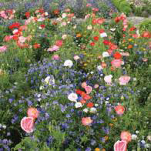 Sommarblandning 'Carrie Ann', ettårig mix
