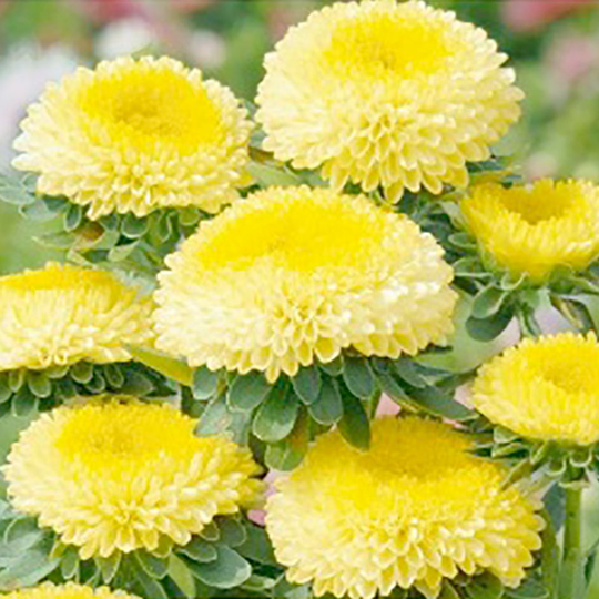 Sommaraster 'Pompon Yellow'