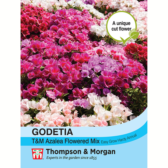 Atlasblomma ''T&M Azalea Flowered Mixed'