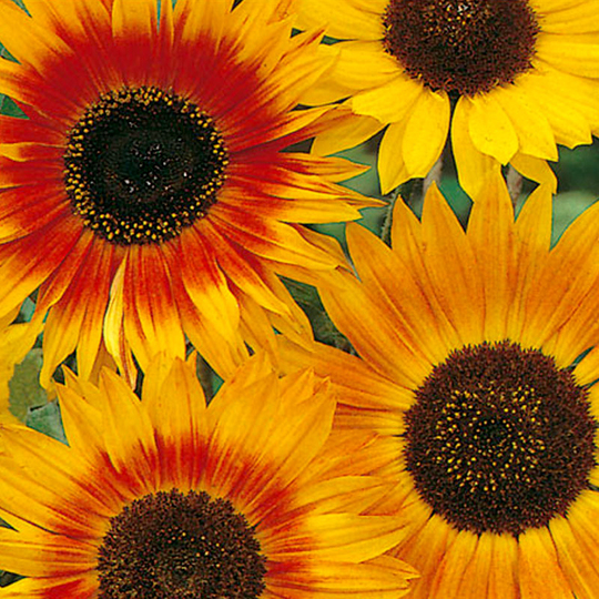Solros 'Autumn Beauty'