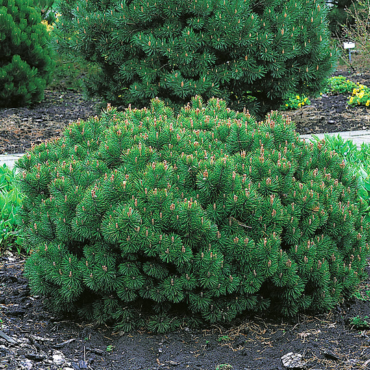 Balkanbergtall mugo var Pumilio 25-30 cm