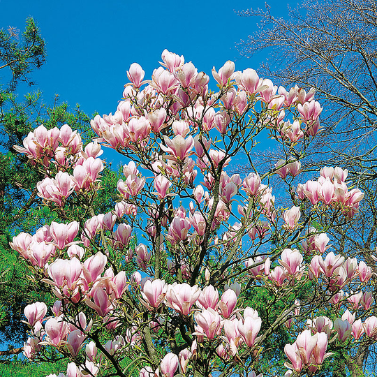 Praktmagnolia