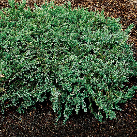 Amerikansk kryp-en 'Blue Chip' 25-30 cm