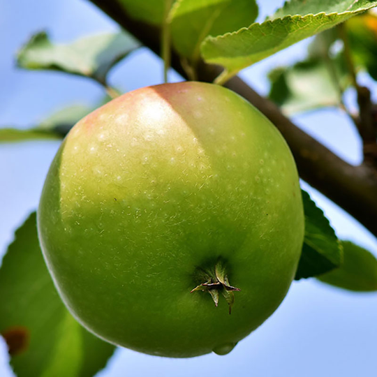 Ympris äpple 'Gul Richard'