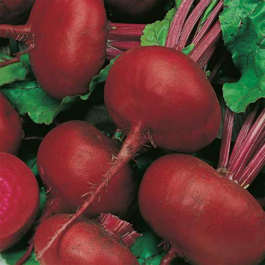 Rödbeta 'Crosbys Egyptian'