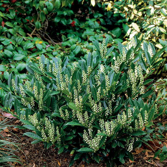 Lagerhägg 'Otto Luyken'
