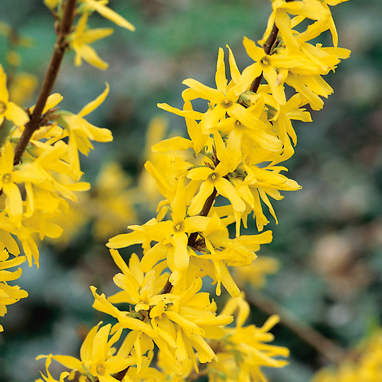 Hybridforsythia 'Lynwood'