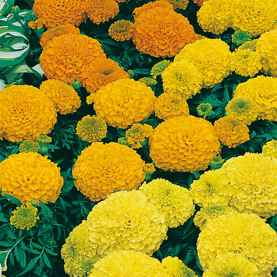 Stor tagetes 'Sahara Mixed'