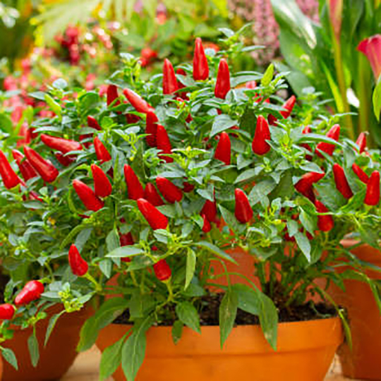 Chiliplanta Chilipeppar 'Alter Ego'