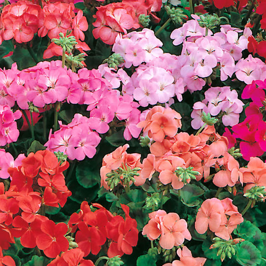 Zonalpelargon 'Special Multiflora' F1, mix