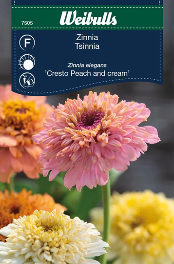 Weibulls Zinnia Elegans Cresto Peach & Cream