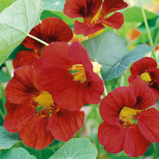 Indiankrasse 'Mahogany Gleam'