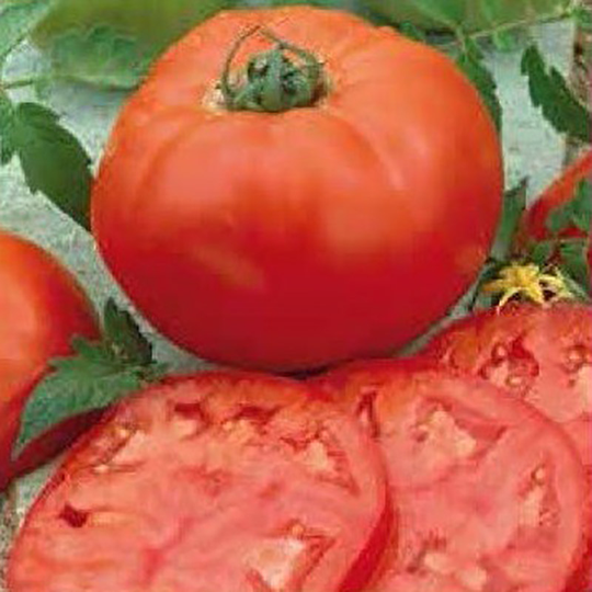 Tomat 'Country Taste'