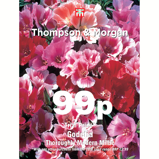 Clarkia 'Thoroughly Modern Millie'